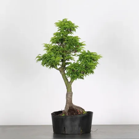 Bonsai Erable Palmatum Shishigashira AS-2-3
