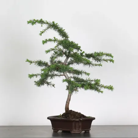 image supplémentaire - Cèdre de l'Atlas "CEDRUS...