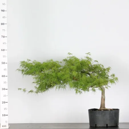 image supplémentaire - BONSAI ACER DISSECTUM...