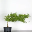 BONSAI ACER DISSECTUM ESMERALD LACE 1-3
