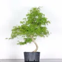 BONSAI ACER DISSECTUM ESMERALD LACE 1-7