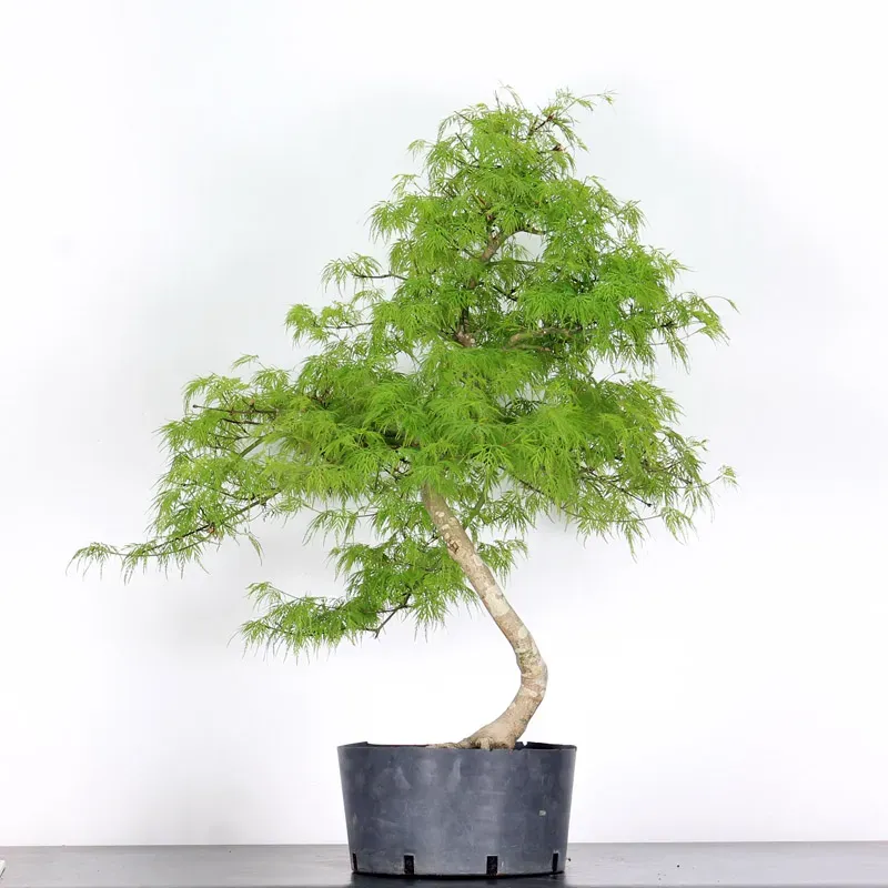 BONSAI ACER DISSECTUM ESMERALD LACE 1-7