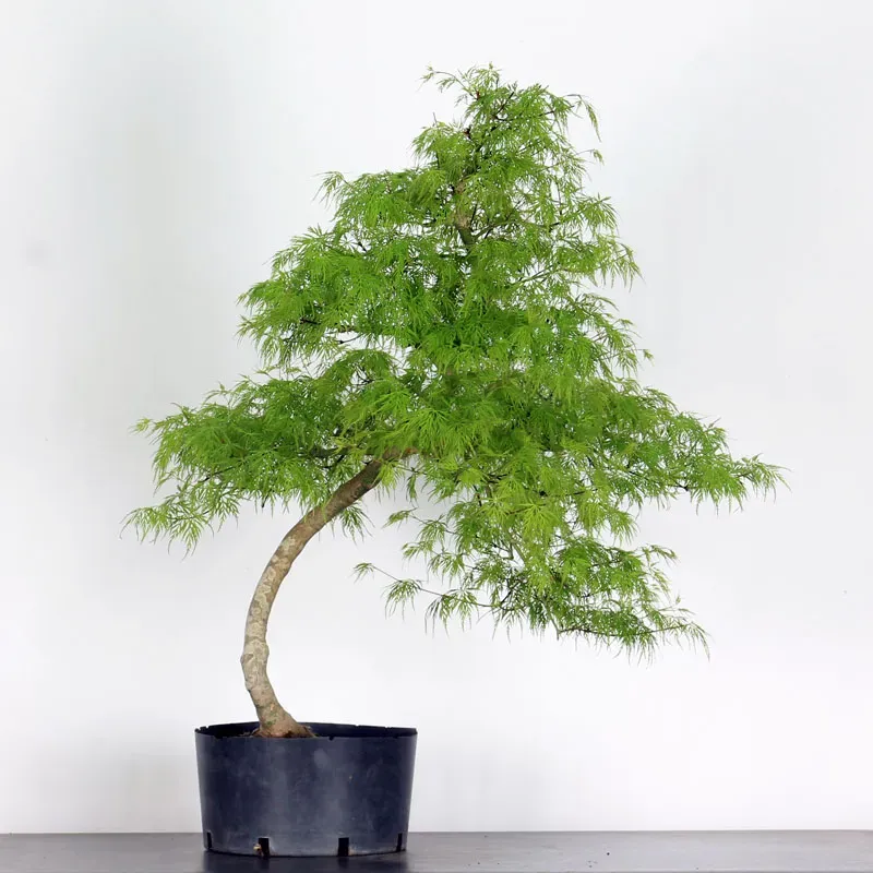 image supplémentaire - BONSAI ACER DISSECTUM...
