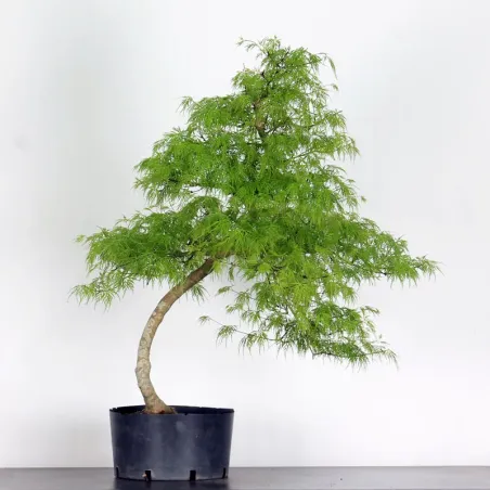image supplémentaire - BONSAI ACER DISSECTUM...