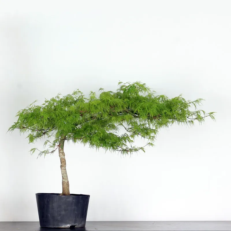image supplémentaire - BONSAI ACER DISSECTUM...