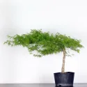 BONSAI ACER DISSECTUM ESMERALD LACE 1-8