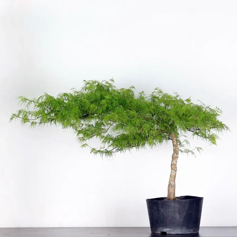 BONSAI ACER DISSECTUM ESMERALD LACE 1-8