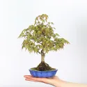 ÉRABLE DU JAPON "ACER PALMATUM SHOHIN" 1-3