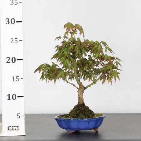 image supplémentaire - ÉRABLE DU JAPON "ACER...