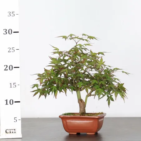 image supplémentaire - ÉRABLE DU JAPON "ACER...
