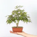 ÉRABLE DU JAPON "ACER PALMATUM SHOHIN" 1-4