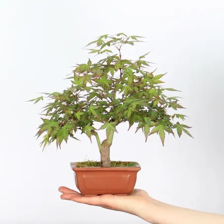 Bonsai Erable Palmatum APS-1-4