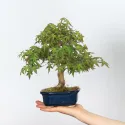 ÉRABLE DU JAPON "ACER PALMATUM SHOHIN" 1-5