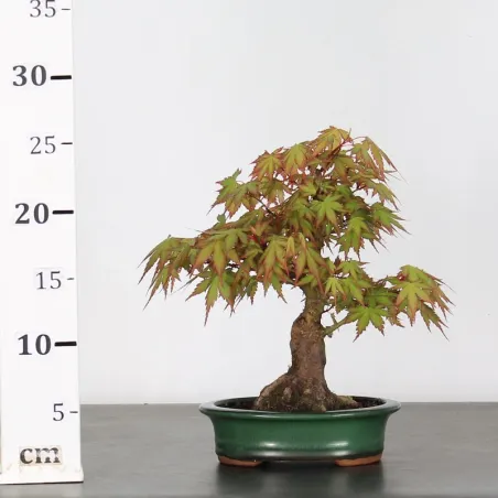 image supplémentaire - ÉRABLE DU JAPON "ACER...
