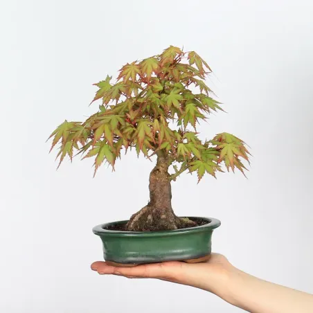 Bonsai Erable Palmatum Shohin APS-1-7