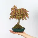 ÉRABLE DU JAPON "ACER PALMATUM SHOHIN" 1-8