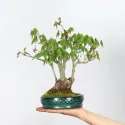 ÉRABLE DU JAPON "ACER PALMATUM SHOHIN" 1-9