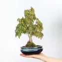 ÉRABLE DU JAPON "ACER PALMATUM SHOHIN" 1-11