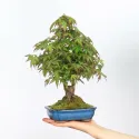 ÉRABLE DU JAPON "ACER PALMATUM SHOHIN" 1-12