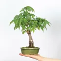 ÉRABLE DU JAPON "ACER PALMATUM SHOHIN" 1-13