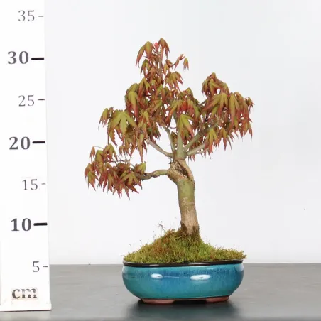 image supplémentaire - ÉRABLE DU JAPON "ACER...