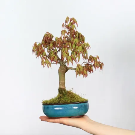 Bonsai Erable Palmatum Shohin APS-1-14