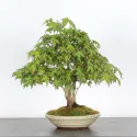 ÉRABLE DU JAPON "ACER PALMATUM SHOHIN" 1-15