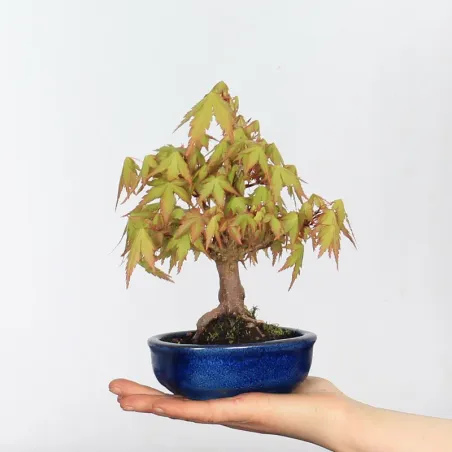 Bonsai Erable Palmatum APS-2-2