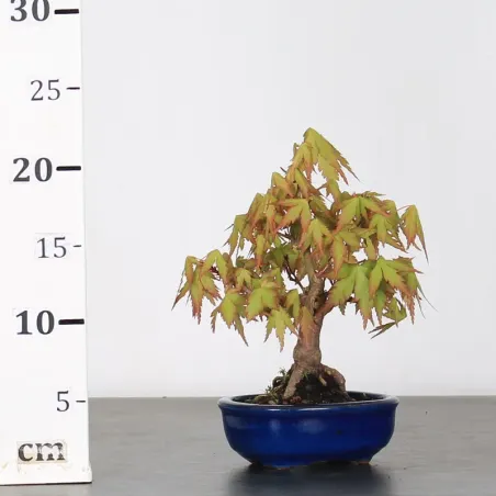 image supplémentaire - ÉRABLE DU JAPON "ACER...