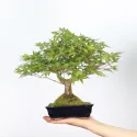 ÉRABLE DU JAPON "ACER PALMATUM SHOHIN" 2-3