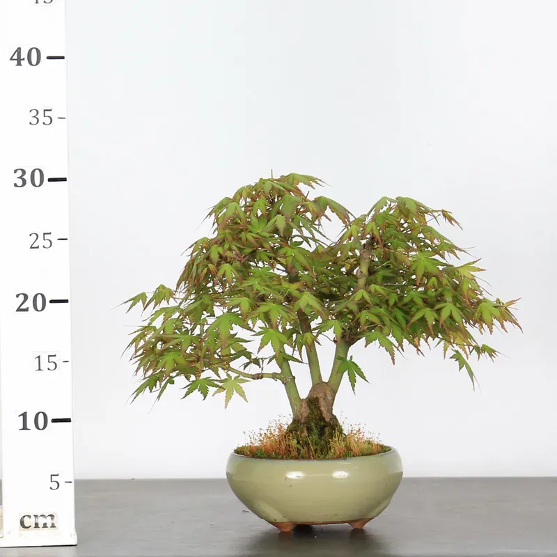 image supplémentaire - ÉRABLE DU JAPON "ACER...