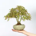 ÉRABLE DU JAPON "ACER PALMATUM SHOHIN" 2-4