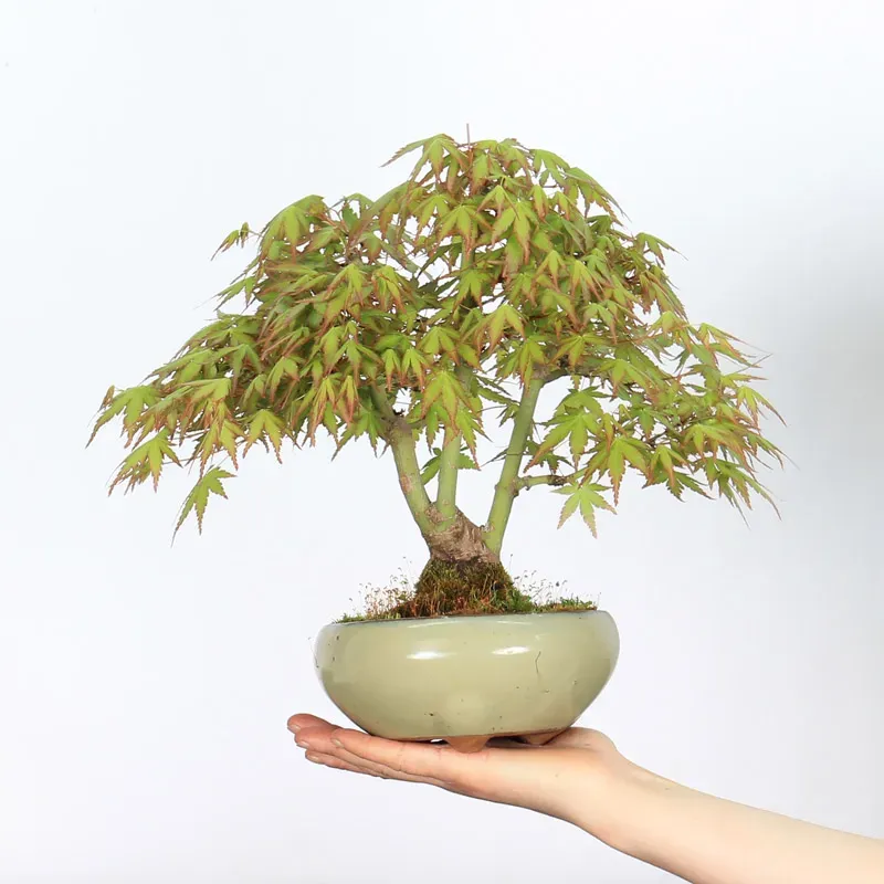 Bonsai Erable Palmatum APS-2-4