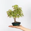 ÉRABLE DU JAPON "ACER PALMATUM SHOHIN" 2-5