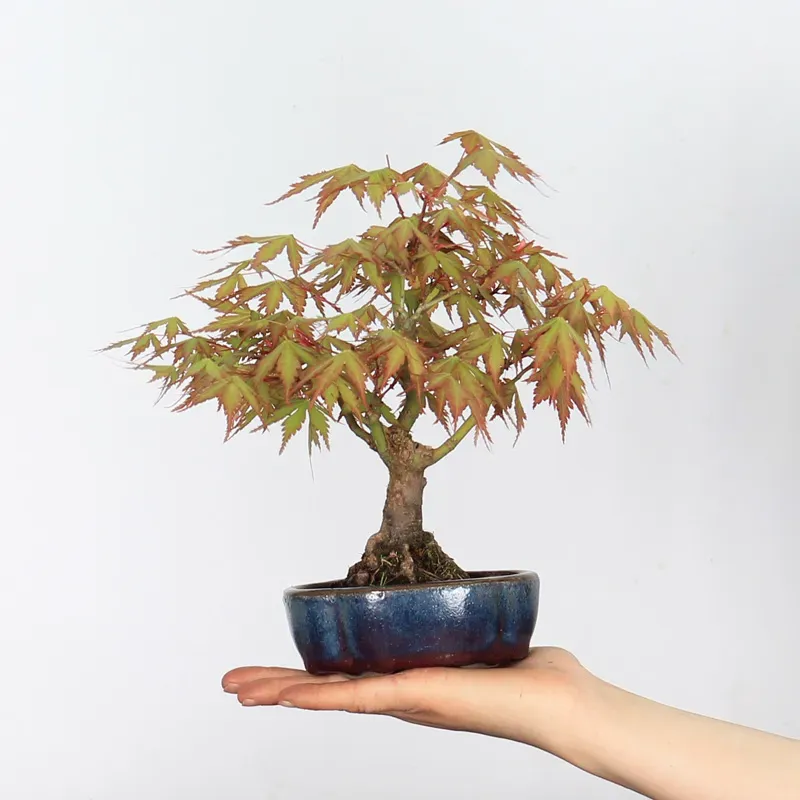 Bonsai Erable Palmatum APS-2-6