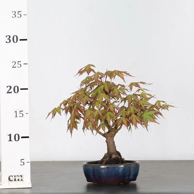 image supplémentaire - ÉRABLE DU JAPON "ACER...