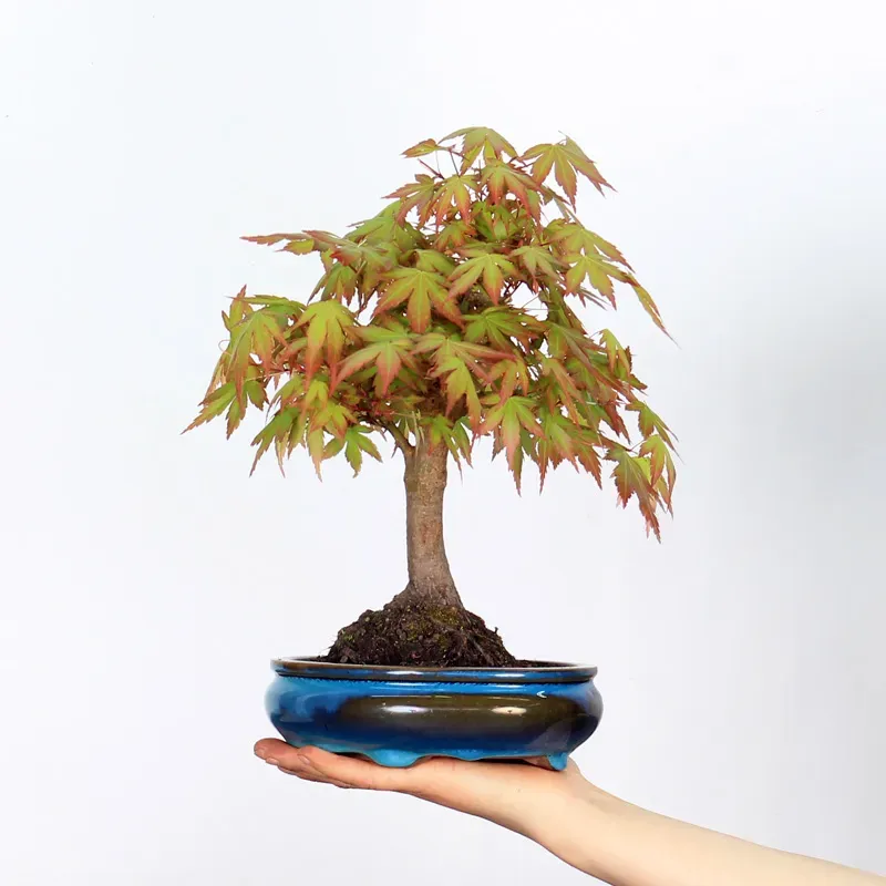 Bonsai Erable Palmatum APS-2-7