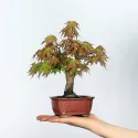 ÉRABLE DU JAPON "ACER PALMATUM SHOHIN" 2-10