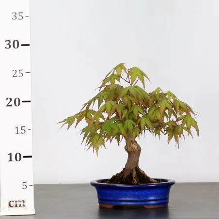 image supplémentaire - ÉRABLE DU JAPON "ACER...