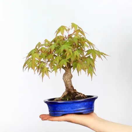Bonsai Erable Palmatum APS-3-1