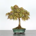 ÉRABLE DU JAPON "ACER PALMATUM SHOHIN" 3-2