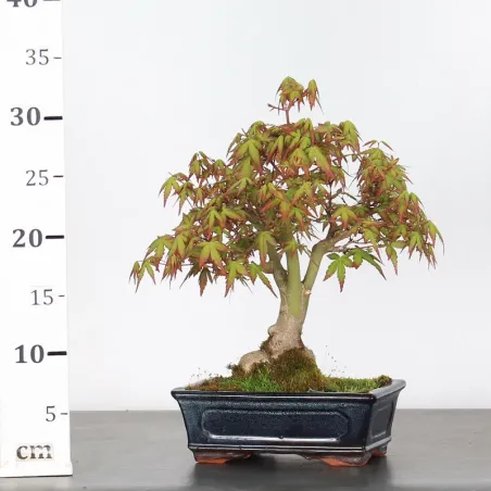 image supplémentaire - ÉRABLE DU JAPON "ACER...