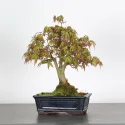 ÉRABLE DU JAPON "ACER PALMATUM SHOHIN" 3-11