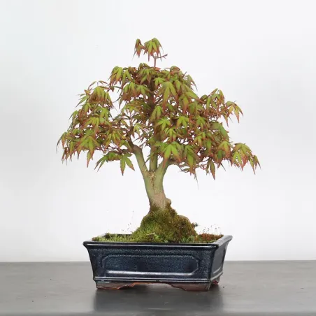 Bonsai Erable Palmatum Shohin APS-3-11