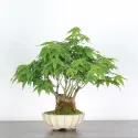 ÉRABLE DU JAPON "ACER PALMATUM SHOHIN" 3-14