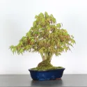 ÉRABLE DU JAPON "ACER PALMATUM SHOHIN" 3-17