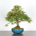 ÉRABLE DU JAPON "ACER PALMATUM SHOHIN" 3-18
