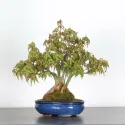 ÉRABLE DU JAPON "ACER PALMATUM SHOHIN" 4-3