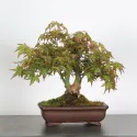ÉRABLE DU JAPON "ACER PALMATUM SHOHIN" 4-6