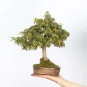 ÉRABLE DU JAPON "ACER PALMATUM SHOHIN" 4-11